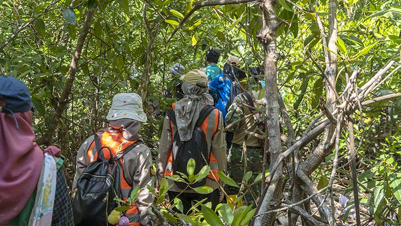 Menyusuri hutan mangrove Menyusuri hutan mangrove